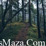 adventure-forest-nature-4029-824×550