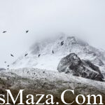 birds-cold-fog-4037-825×550