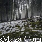 forest-nature-snow-4058-824×550